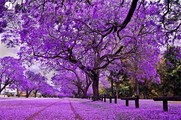 Nam Phi Thành phố ngập sắc hoa phượng tím - Pretoria,