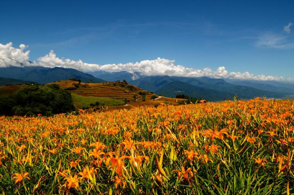 Khám phá Đài Loan tháng 9,10 : xem Lễ hội Hoa Lily lớn nhất ở Hoa Liên và Đài Đông