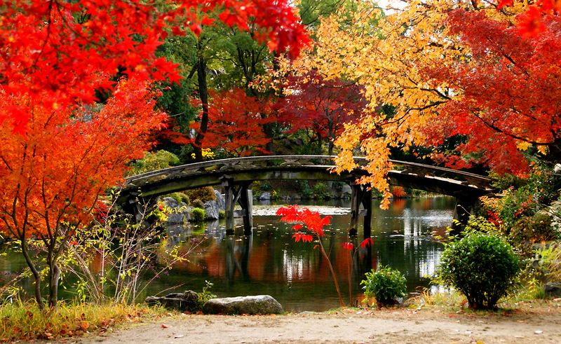Cẩm nang du lịch Nhật Bản mùa thu ngắm lá phong rực rỡ