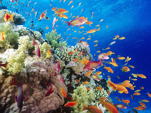 Những điểm lặn biển ngắm san hô siêu hấp dẫn tại Việt Nam