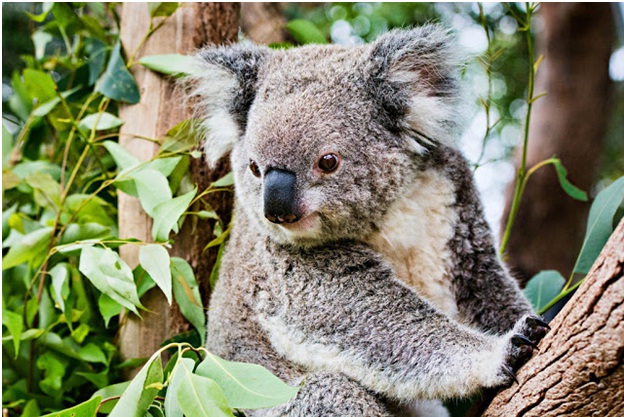 Kết quả hình ảnh cho vườn thú taronga sydney australia
